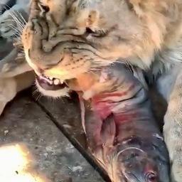 Лев Гефест: большой кошке – большая рыбка. Фото из Instagram зоопарка «Садгород»