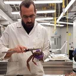 Биолог Даррелл МУЛОУНИ измеряет краба-стригуна опилио. Фото CBC