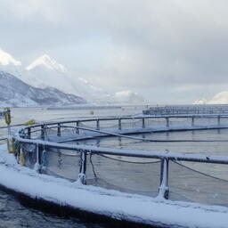 Парламент Норвегии принял закон о 25-процентном налоге на выращивание лосося