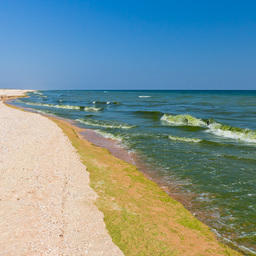 «Цветение воды» в Таганрогском заливе Азовского моря. Фото с сайта АзНИИРХ