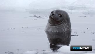 Гренландский тюлень. Фото пресс-службы ПИНРО