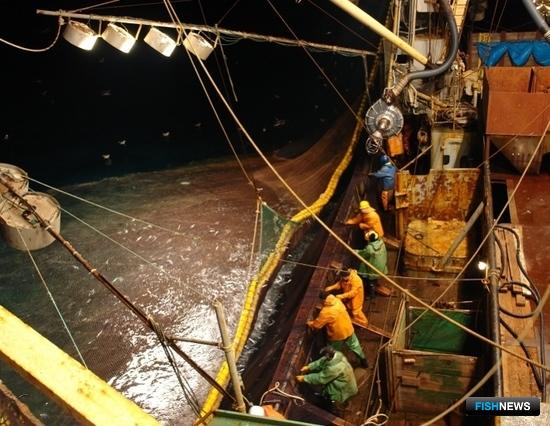 Сайровый промысел-2014: много рыбы и успешная организация