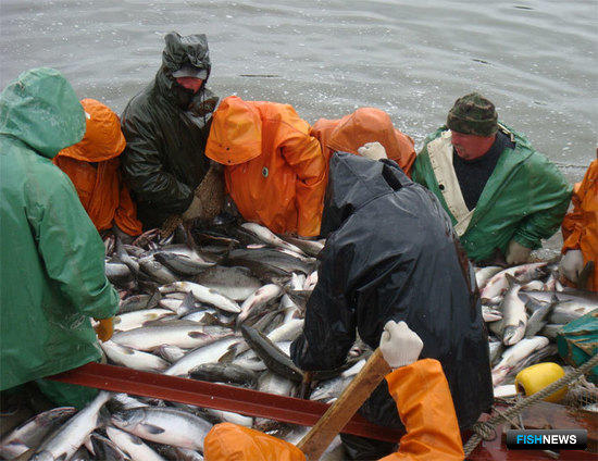 Рыбакам Камчатского края в рамках промышленного лова разрешено дополнительно добыть более 10 тыс. тонн горбуши в Карагинской подзоне