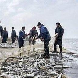 Иракский рыбный промысел на Каспии. Фото Financial Tribune