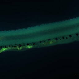 Флуоресцентные частицы микропластика в ЖКТ пеляди. Фото предоставилено биологами ТГУ