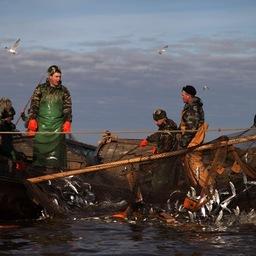 Минсельхоз утвердил новый административный регламент органов исполнительной власти субъектов РФ по предоставлению рыболовного участка