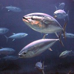 Синеперый тунец. Фото из «Википедии»