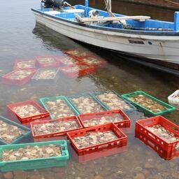 В дикую природу переселили почти 14 тыс. моллюсков. Фото пресс-службы ТИНРО