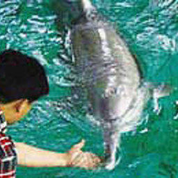 Зоологи питают надежду обнаружить в Янцзы последних на планете белых дельфинов