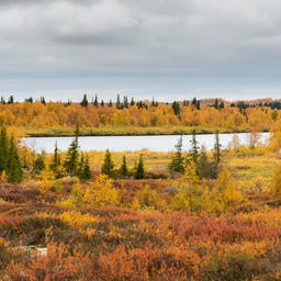 Озеро в Ненецком автономном округе. Фото пресс-службы администрации НАО