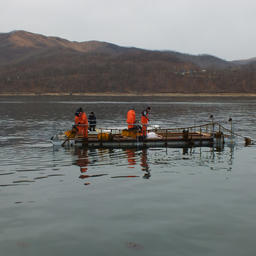 Садок для выращивания моллюсков в Приморском крае