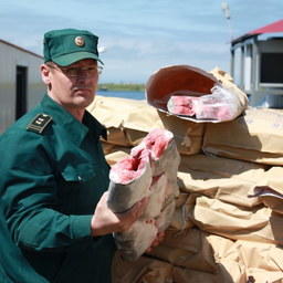 С начала путины через Камчатскую таможню за рубеж отправлено 17 тыс. тонн лососевых. Фото пресс-службы ведомства