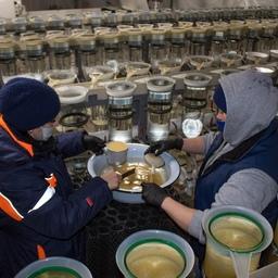 На Собском рыбоводном заводе получили икру муксуна, добытого в соседнем Ханты-Мансийском автономном округе. Фото пресс-службы завода