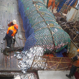 Добыча сельди на Дальнем Востоке. Фото пресс-службы «Океанрыбфлота»