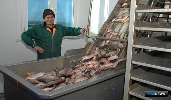 Рыбозавод в ЯНАО. Фото пресс-службы региональной администрации 