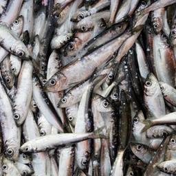 В Балтийском море для промысла выделили 21,3 тонны салаки. Автор фото Olev Mihkelmaa («Википедия»), файл доступен по лицензии Creative Commons Attribution-Share Alike 3.0 Unported