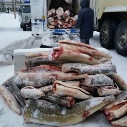 В машине обнаружили 194 потрошеные обезглавленные туши рыбы осетровых видов, общий вес которых составил 1950 кг. Фото пресс-службы Амурского теруправления Росрыболовства