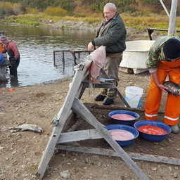 Отлов лососей-производителей и оплодотворение икры для инкубации в Магаданской области. Фото пресс-службы МагаданНИРО