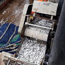 Исследования в Каспийском море, организованные ВНИРО, показали стабильный рост промыслового запаса килек. Фото пресс-службы института