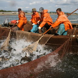 Добыча лососей на Сахалине