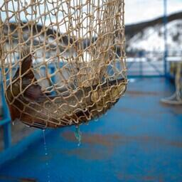 Ученые исследовали образцы мышечной ткани арктического гольца (боганидской палии), выращенного в аквакультуре. Фото пресс-службы СФУ, sfu-kras.ru