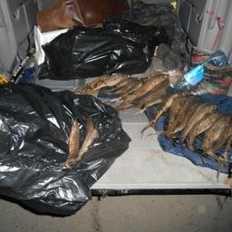 Осетры нашли в багажном отделении внедорожника. Фото пресс-службы УМВД России по Тюменской области