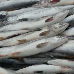 Свежевыловленный лосось на Камчатке