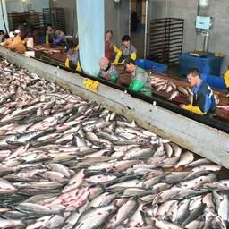Лосось на рыбозаводе в Магаданской области. Фото пресс-службы Охотского теруправления Росрыболовства