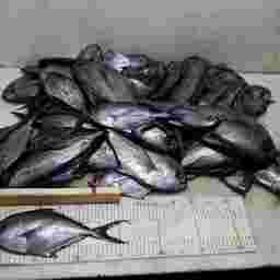 Замер рыбы из улова. Фото пресс-службы АтлантНИРО