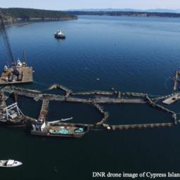 Ферма Cooke Aquaculture вблизи острова Сайпресс, штат Вашингтон. Источник: Департамент природных ресурсов Вашингтона