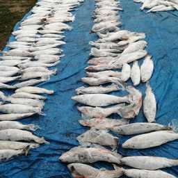 Большую часть изъятого составил браконьерский лосось. Фото пресс-группы Погрануправления ФСБ России по Приморскому краю