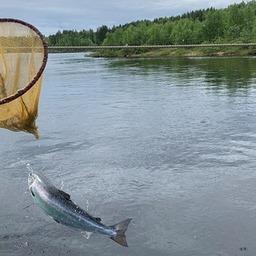 Мурманских рыболовов просят сообщать о пойманной больной семге в водоемах области. Фото пресс-службы правительства региона