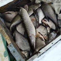 В Горьковском и Чебоксарском водохранилищах и Оке рекомендуется к освоению около 340 тонн рыбы ценных пород. Фото областного комитета госохотнадзора