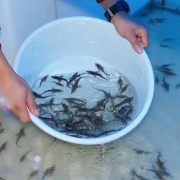 Рыбоводы выпустили более 32 тыс. штук молоди сибирского осетра. Фото пресс-службы Главрыбвода