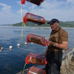 Выставление экспериментальных коллекторов для сбора личинок морского ежа. Фото – пресс-службы ПБТФ.