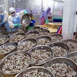 Производство креветки во Вьетнаме. Фото Vietnam News