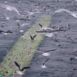 Промысел сельди на Дальнем Востоке. Фото пресс-службы «Океанрыбфлота»