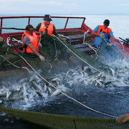Цены на перевозку рыбы остаются на повестке дня