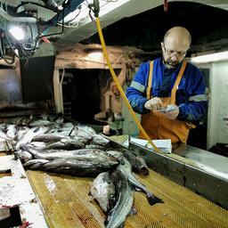 Разбор образцов минтая в Чукотском море на борту «Профессора Леванидова». Фото пресс-службы ВНИРО