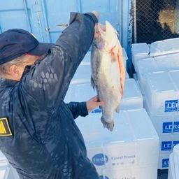 Осмотр обнаруженных коробок с лососем. Фото пресс-службы Московско-Окского теруправления Росрыболовства