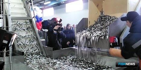 В поселке Усть-Луга Ленинградской области открыт новый комплекс по переработке рыбы. Фото пресс-службы комитета по агропромышленному и рыбохозяйственному комплексу региона