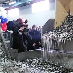 В поселке Усть-Луга Ленинградской области открыт новый комплекс по переработке рыбы. Фото пресс-службы комитета по агропромышленному и рыбохозяйственному комплексу региона