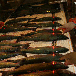 Обработка рыба на Сахалине