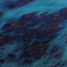 В акватории заповедника «Командорский» стартовали исследования бурых водорослей. Фото Евгения Мамаева