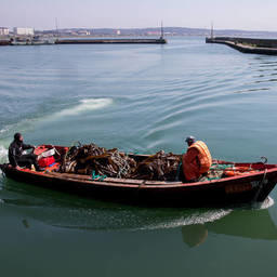 Ламинарию добывают водолазным способом в заливе Анива. Фото пресс-службы правительства Сахалинской области