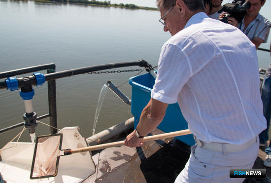 23 июля Александр Жилкин отправил в реку Бахтемир 30 тыс. штук молоди осетровых. Фото пресс-службы и информации администрации губернатора Астраханской области.