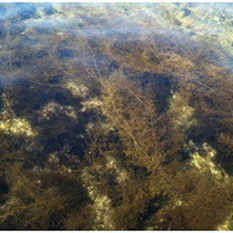 Новые корма для молоди трепанга изготовили из четырех видов водорослей. Фото пресс-службы ТИНРО
