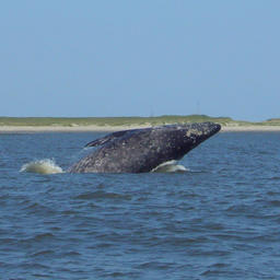 Серый кит в заливе Пильтун на Сахалине