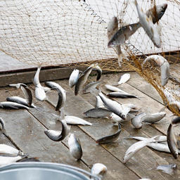 Вылов рыбы на Кубани. Фото пресс-службы администрации региона