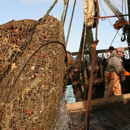 Сахалинская ассоциация продолжит отстаивать интересы рыбаков
